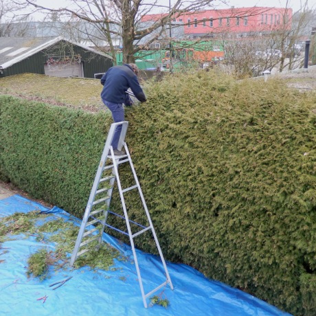 Inkorten hoge coniferenhaag in wijk De Maten, Apeldoorn